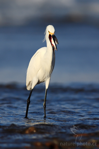Volavka bělostná (Egretta thula)